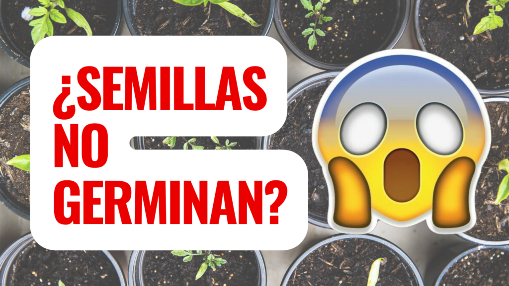 Prueba de germinación